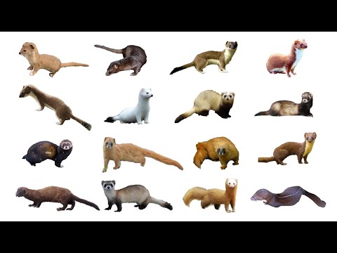 Species of Mustela Genus Weasels | Types of Weasels #weasel #stoat