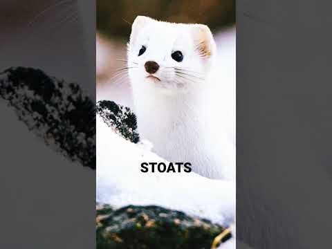Stoat Animal Facts You Wish You Knew Before