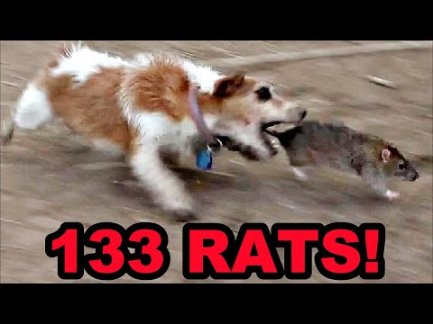 100% NATURAL Rat Control!