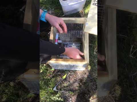 Resetting the stoat rat and weasel traps. Saving the kiwis.
