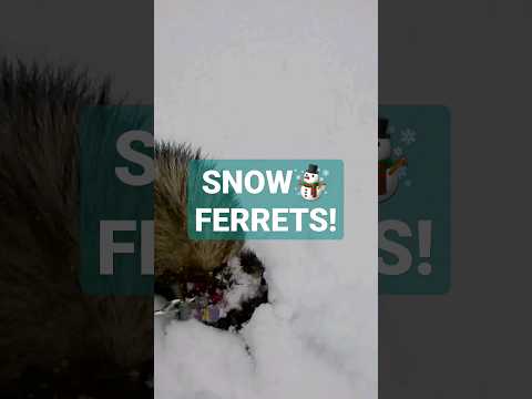 Ferrets Go Wild in the First Snowfall of the Season – Their Joy is Infectious! #shorts