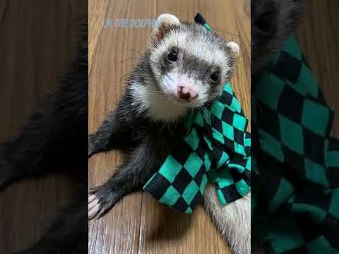 Halloween costume for ferrets #cute #ferrets #halloween
