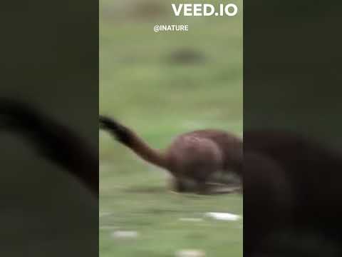 The Surprising Tactics of a Tiny Stoat Taking Down Its Huge Prey