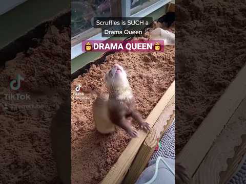 Scruffles the cute ferret is SUCH a drama queen #ferrets #shorts