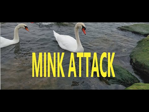 MINK ATTACK – MINK ATTACK SWANS