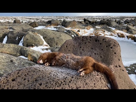 MINK HUNTING with Dogs in ICELAND – 2 mink in 2 hours