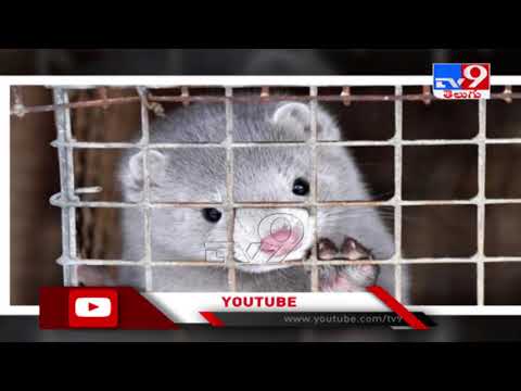 Danish PM in tears after visiting mink farmer whose animals were culled – TV9