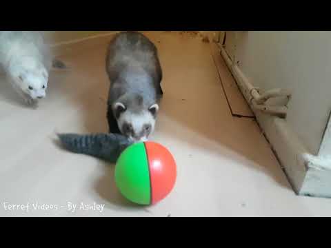 Weasels VS The Weasel Ball