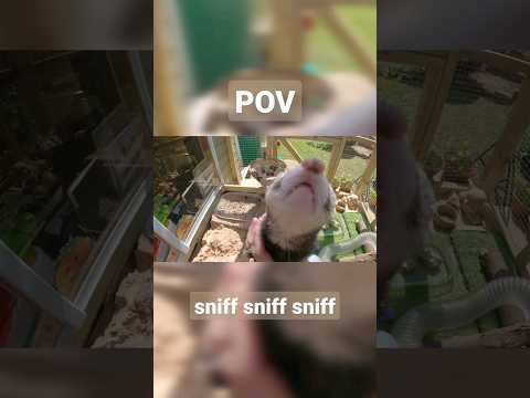 POV: being sniffed by Wriggles the ferret #ferrets #shorts #asmrsounds #asmr