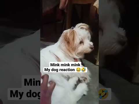 Mink mink mink my dog reaction ðŸ˜‚ðŸ¤£#shorts#dogs