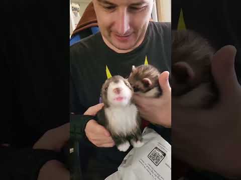 Can Cuddle Clones create a ferret clone? 🤔🐾 #cuddleclones #ferret #ferrets