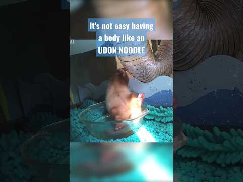 FUNNY FERRET Life with an UDON NOODLE body ðŸ˜‚ #ferrets #shorts #shortvideo