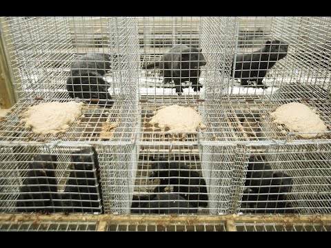 âœ…  B.C. mink farm in quarantine after animal tests positive for COVID-19
