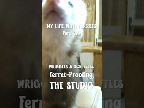 GET DOWN! Naughty ferrets won’t take no for an answer ðŸ¤¨ Ep47a #MyLifeWithFerrets #ferrets #shorts
