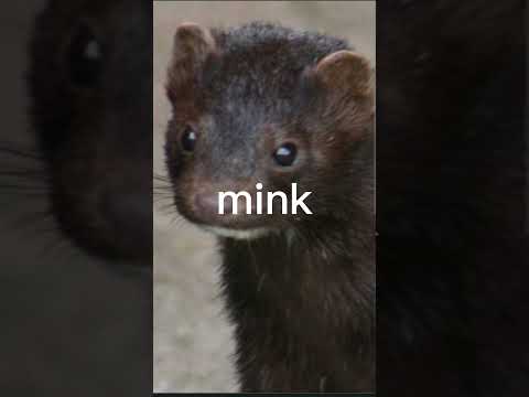 mink