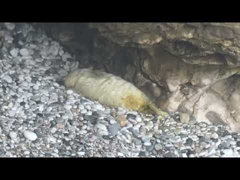 2023 Pupping Season – 17 day old seal pup – 6th November (Sorry for the blurry parts)