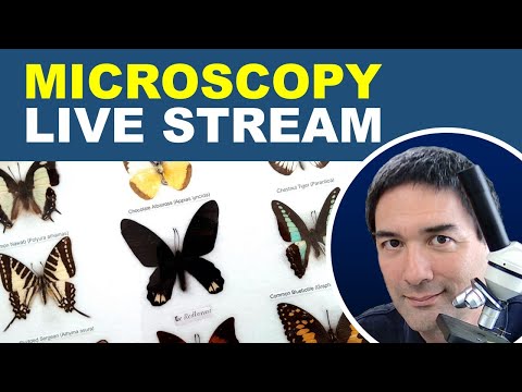Butterflies | Is this Gold? | Corn root preparation | Microscopy Q&A