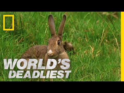 Stoat Hypnotizes Rabbit | World’s Deadliest
