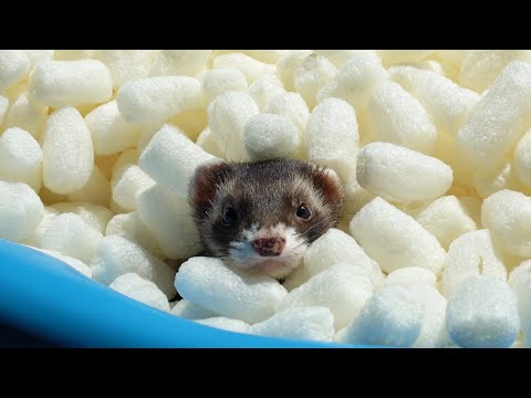 I filled a pool with packing peanuts for my ferrets