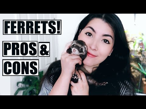 Ferrets As Pets