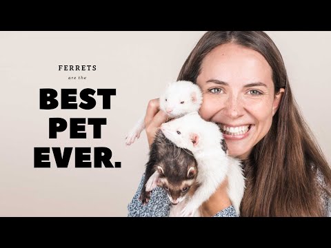 Why Ferrets are Best : Pros of Ferrets as Pets