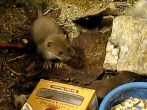 More weasels playing in indoor cage