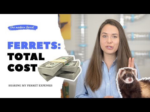 True Cost of Ferrets : REAL Owners Answer