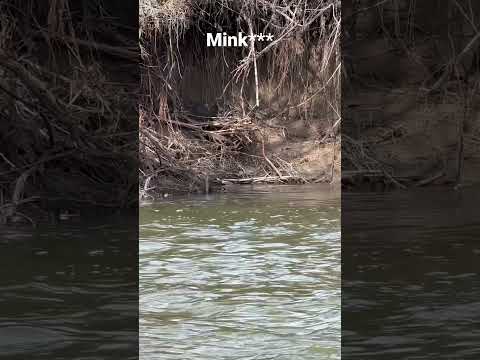 Mink along River #mink #river #creek #steelheadfishing #shortsfeed #shorts #wildlife #wny #animals