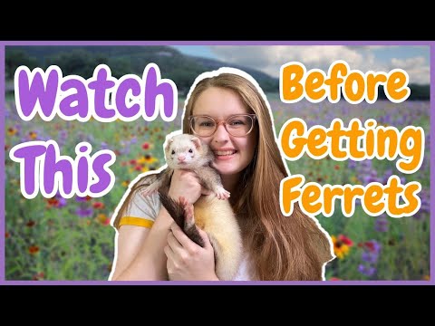 10 THINGS TO KNOW BEFORE GETTING FERRETS