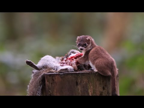 Stoat eating a Grey squirrel