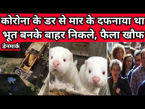 Why are people in Denmark afraiding from Mink Animals | Mink Animal Denmark Video | Europe Video