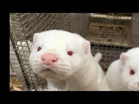 France bans wild circus animals and mink farms