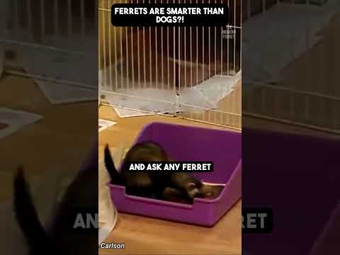 Ferrets are SMARTER Than Dogs?