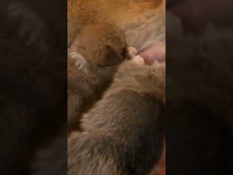 Cute puppies feeding mink #animal #nature #shorts
