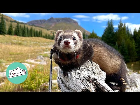 Girl Surprises With Ferret on Shoulder When She’s Traveling | Cuddle Buddies
