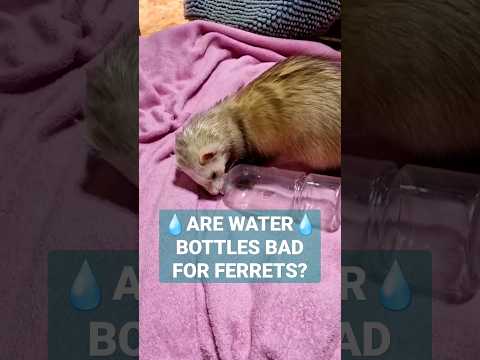 Say No to Water Bottles for Ferrets: Better Alternatives You Should Try! #ferrets #shorts
