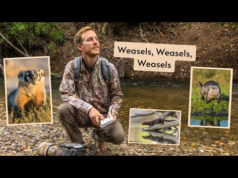 All about Weasels. One of the most fun and most difficult groups of animals to photograph