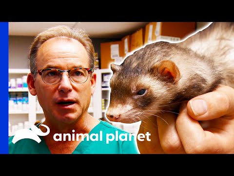 Vet Removes A Tumor From A Ferret | Dr. Jeff: Rocky Mountain Vet
