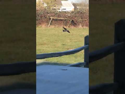 Stoat chasing rabbit, Deeping Gate. Jackdaw swoops on stoat.