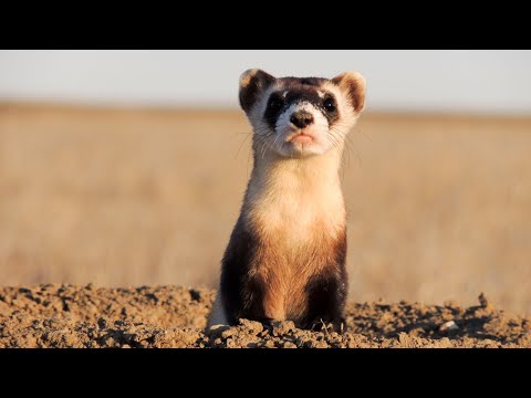 Dodging Extinction: The Black-footed Ferret Recovery Program