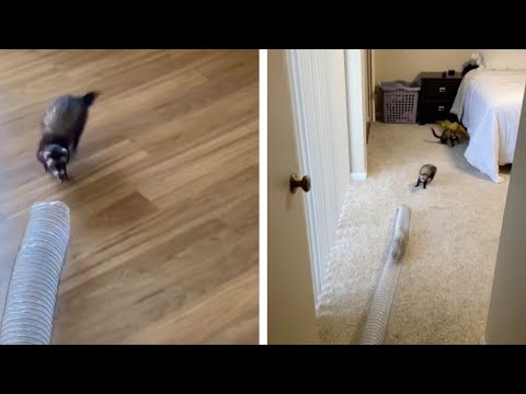 Ferrets Love Playing In Plastic Tunnel