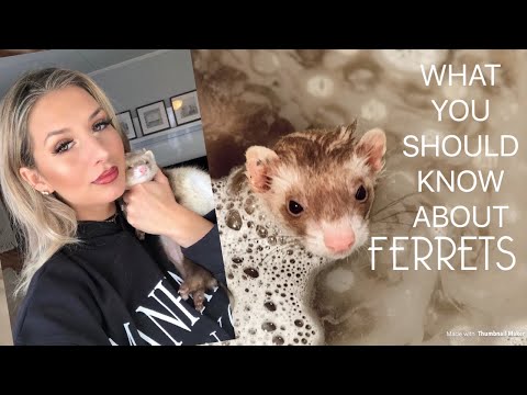 Watch This Before Buying a FERRET!