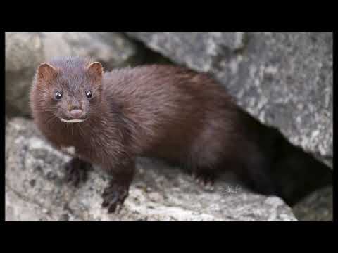 Kevin MacLeod Scheming Weasel With Weasels