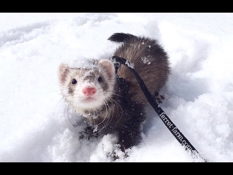 Ferrets Playing in The Snow For The First Time