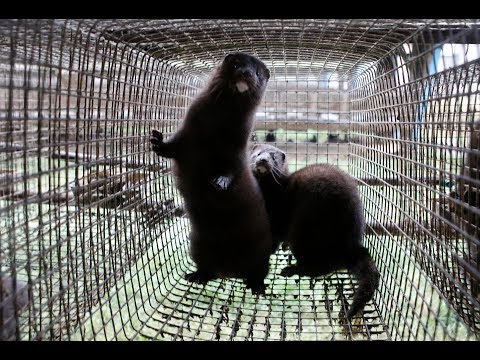 Two Dutch Mink Farms Quarantined After Coronavirus Detected In Animals – Today News