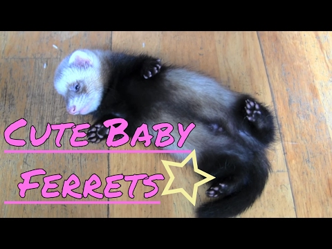 Cute baby ferrets…heart warming!