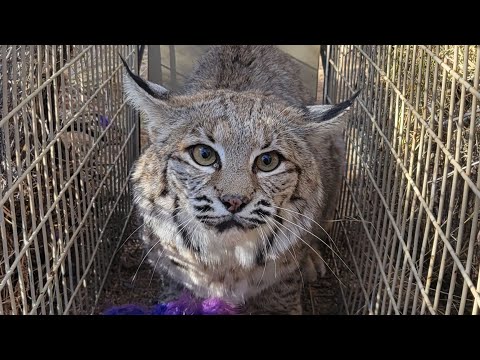 Cage Trapping Big Bobcats in the Arizona Desert!