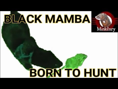 Black Mamba’s First Hunt | Episode 4- Black Mamba: Born to Hunt