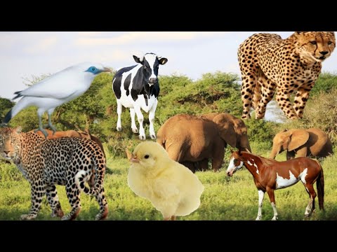 Fun animal sounds, brought to life in color:dogs, cats, cows, mink, sheep…