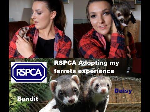 RSPCA – Adopting my ferrets experience | BanditandDaisy